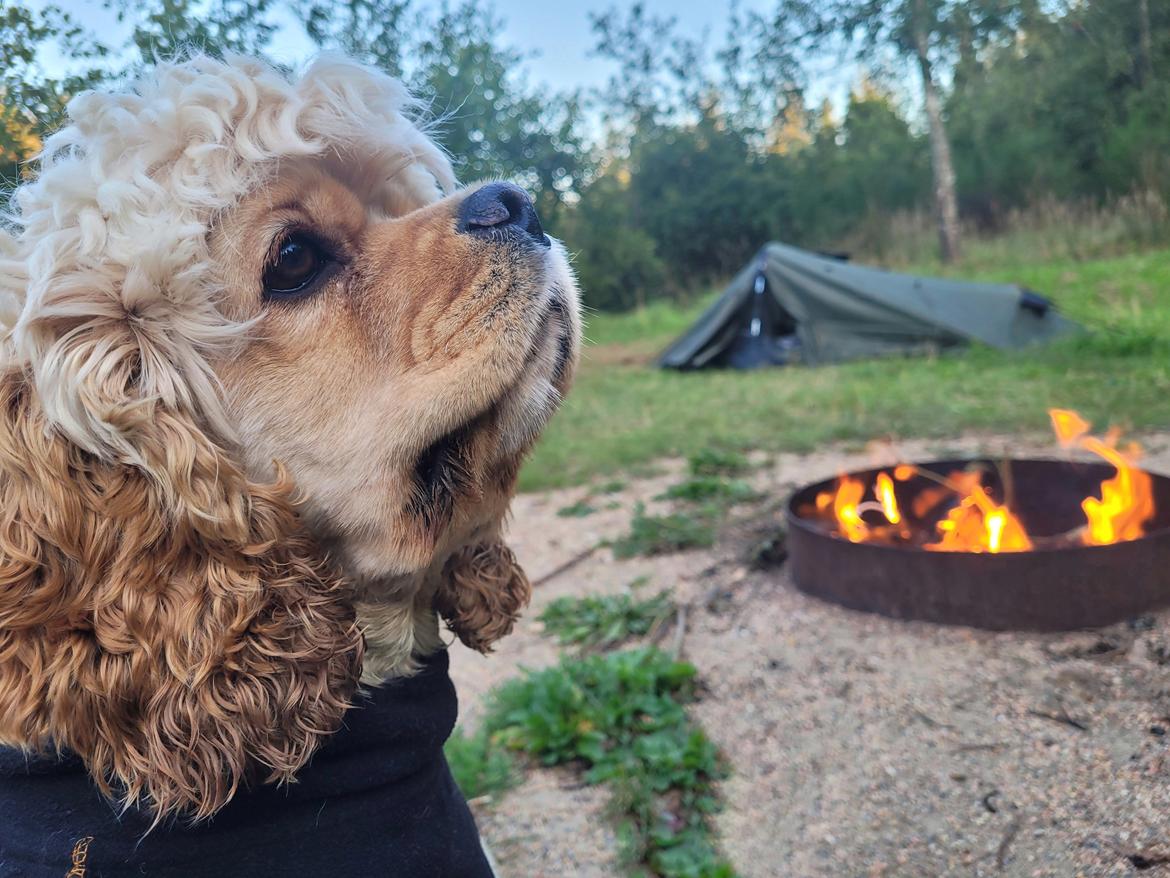 Amerikansk cocker spaniel Viggo Pedersen  billede 37