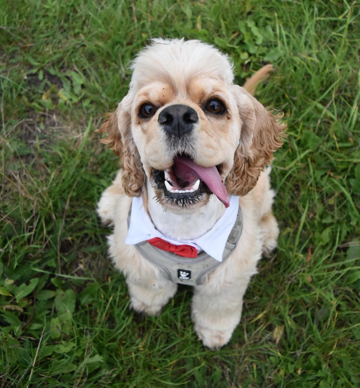 Amerikansk cocker spaniel Viggo Pedersen  billede 13