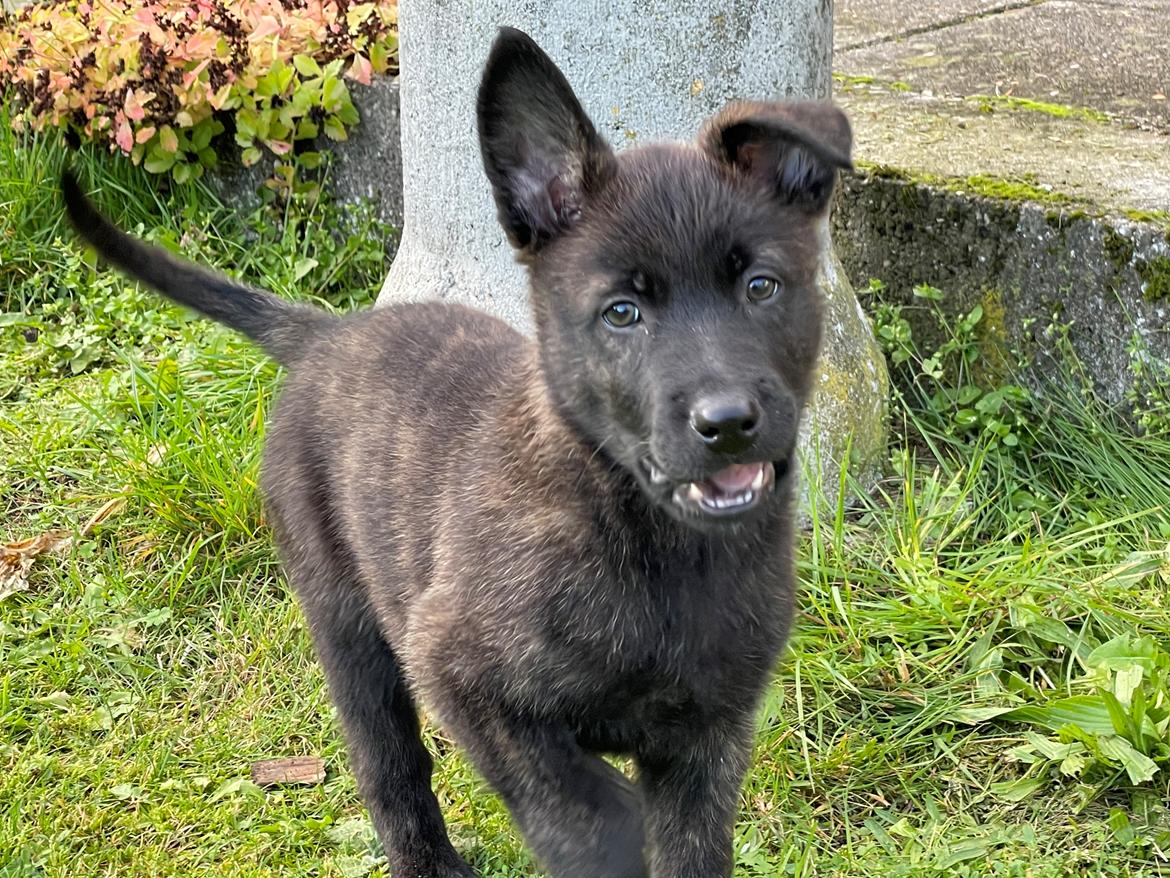 Hollandsk hyrdehund Max billede 10