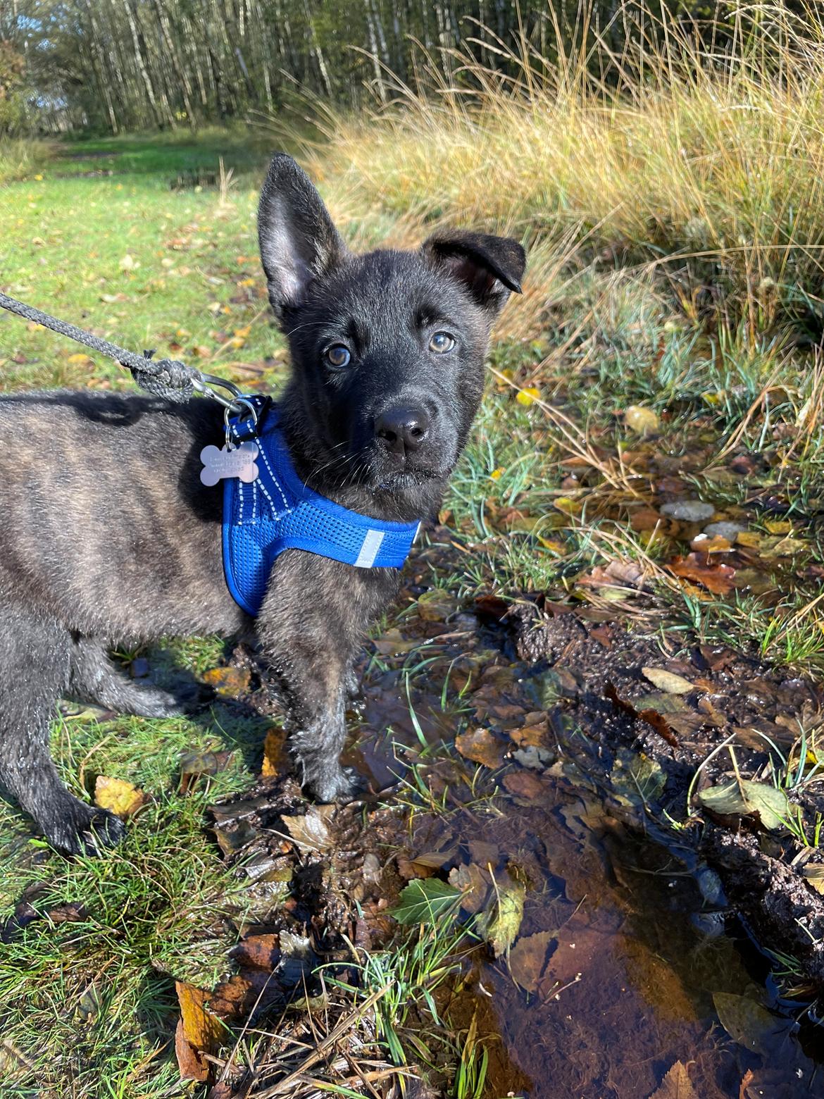 Hollandsk hyrdehund Max billede 1