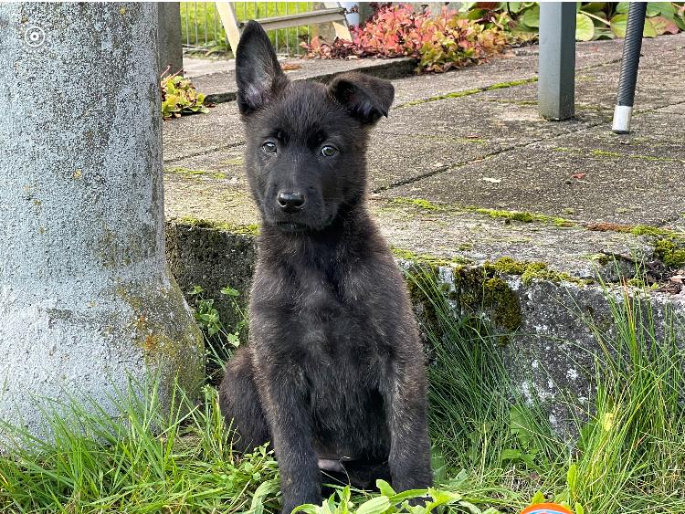 Hollandsk hyrdehund Max billede 9