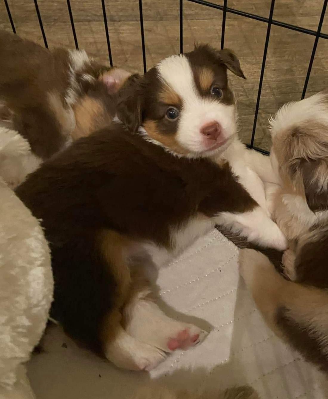 Miniature American Shepherd Enya - 26/11-21: 4 uger gammel billede 5