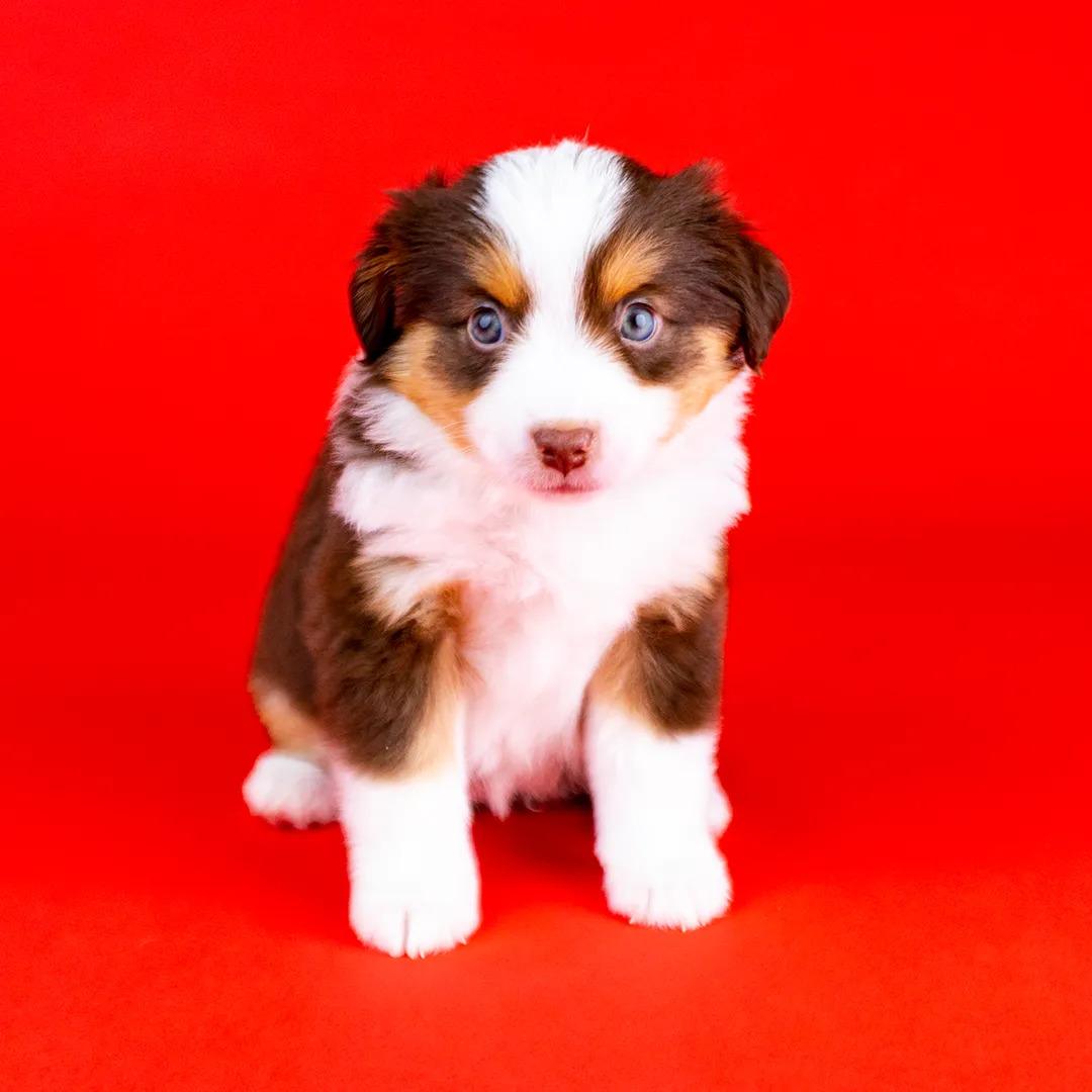 Miniature American Shepherd Enya - 7/12-21: 6 uger gammel billede 6