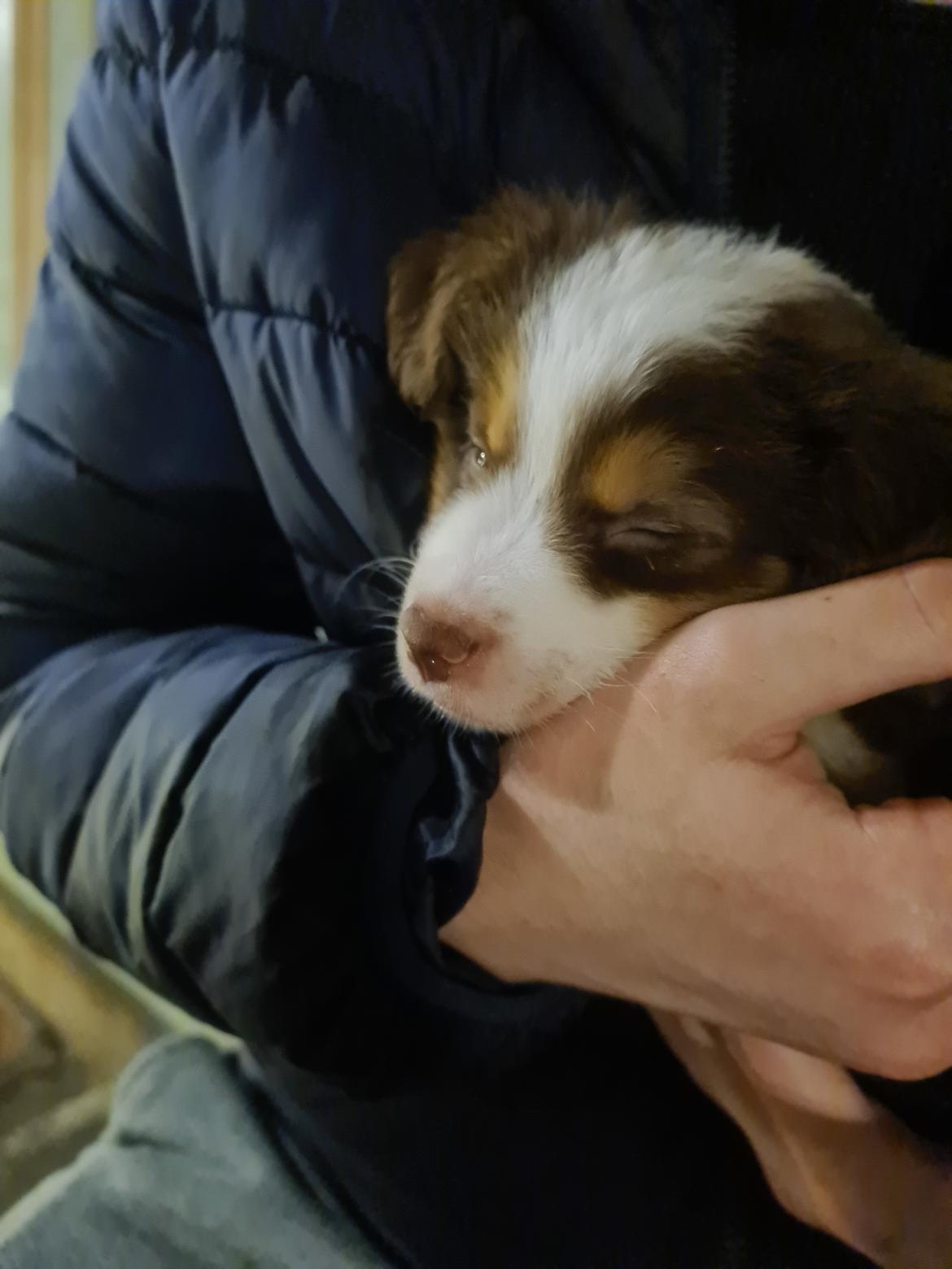 Miniature American Shepherd Enya - 21/12-21: 8 uger gammel billede 9