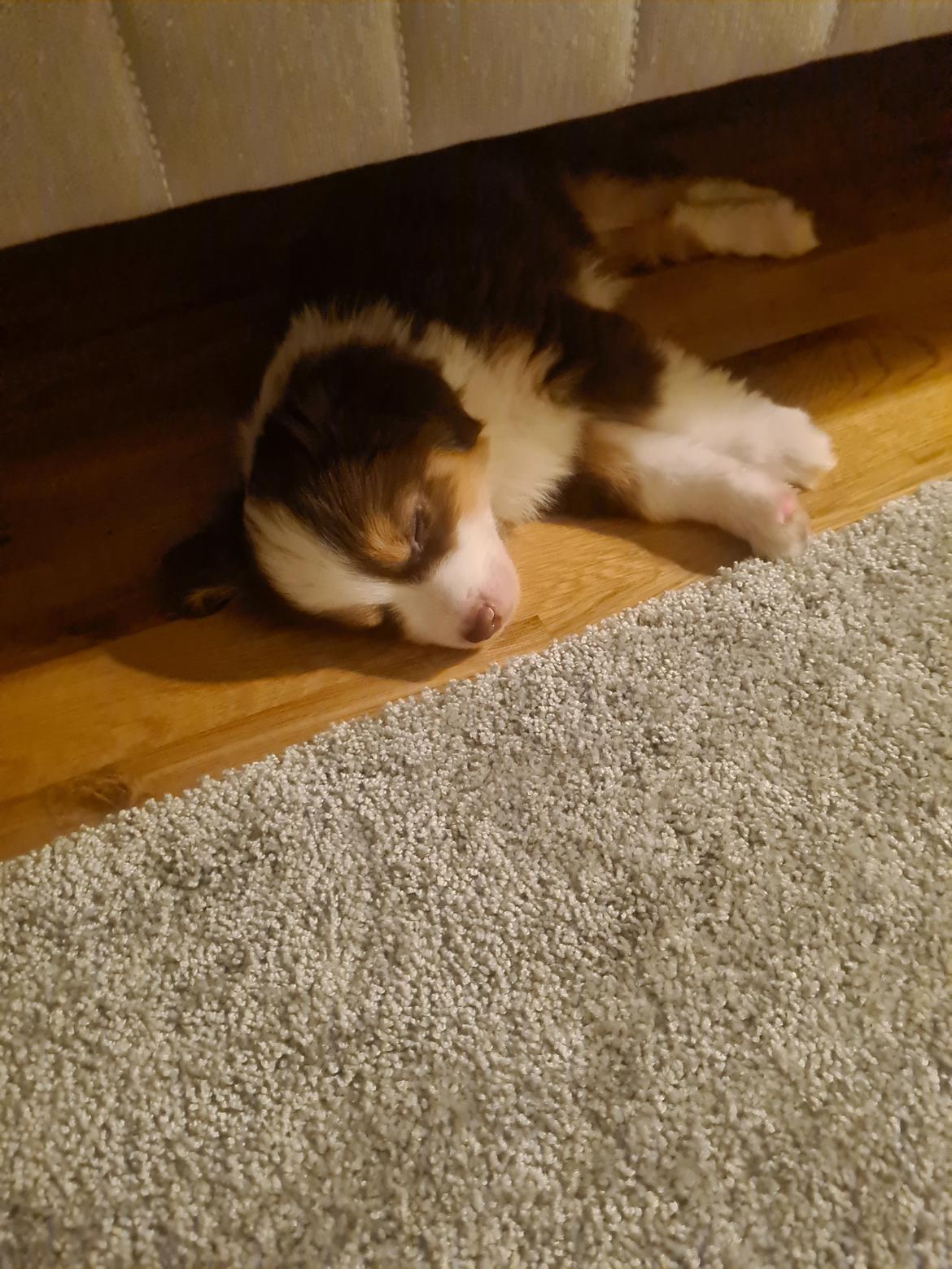 Miniature American Shepherd Enya - 21/12-21: 8 uger gammel billede 12