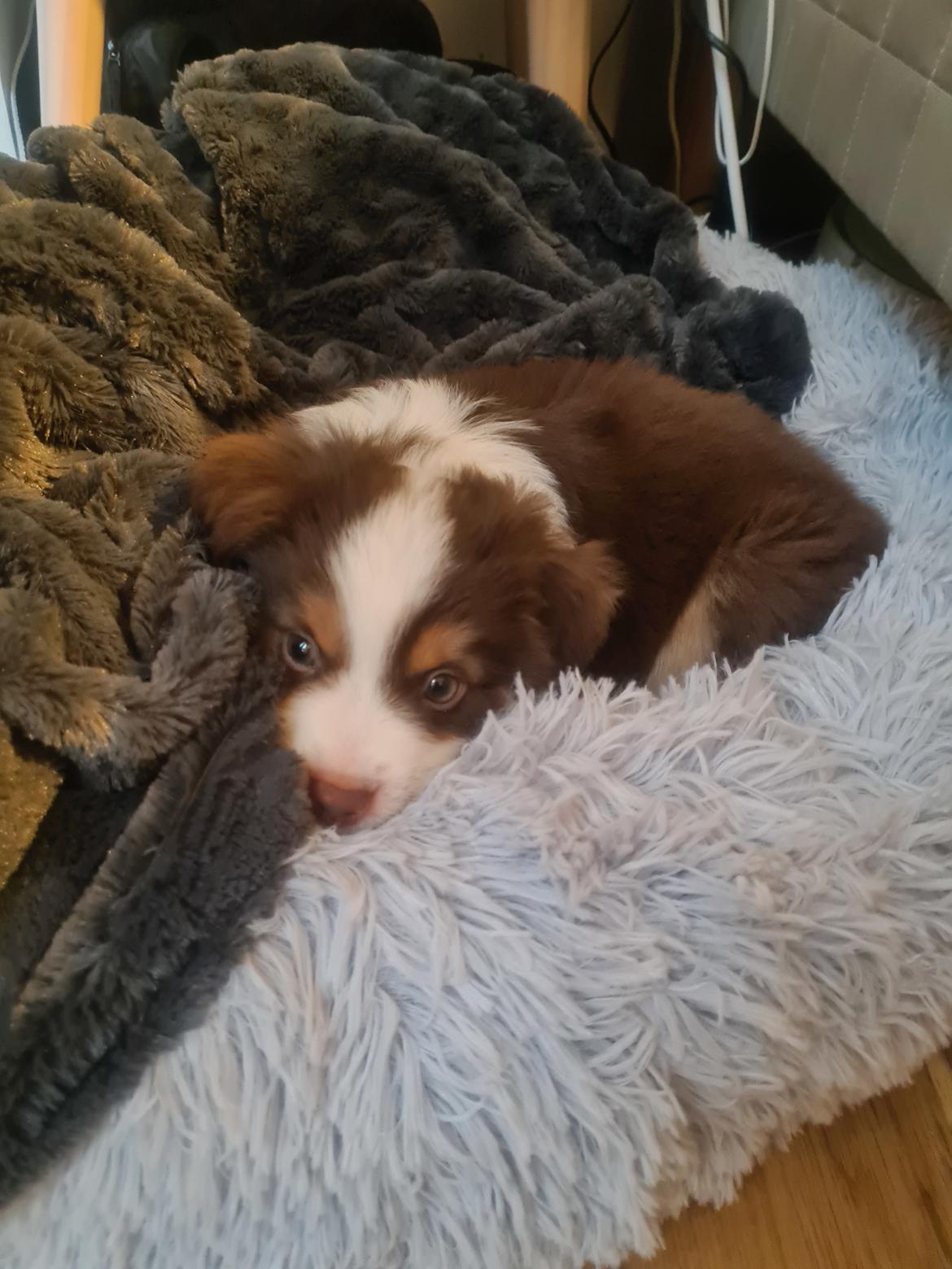 Miniature American Shepherd Enya - 22/12-21: 8 uger gammel billede 15