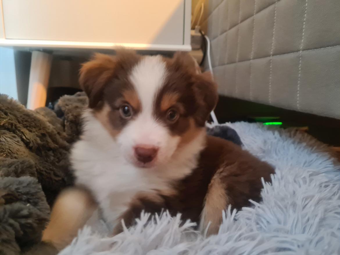 Miniature American Shepherd Enya - 22/12-21: 8 uger gammel billede 16