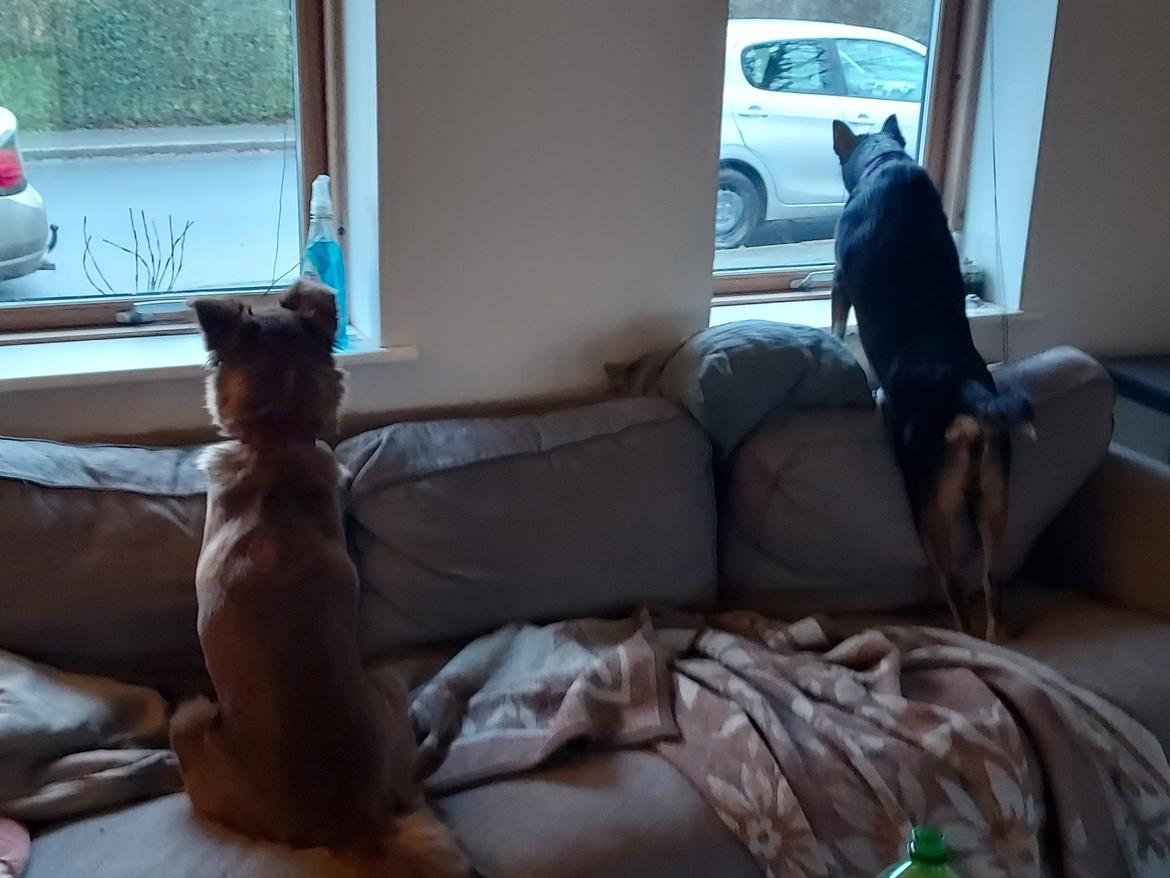 Blanding af racer Sassy billede 9