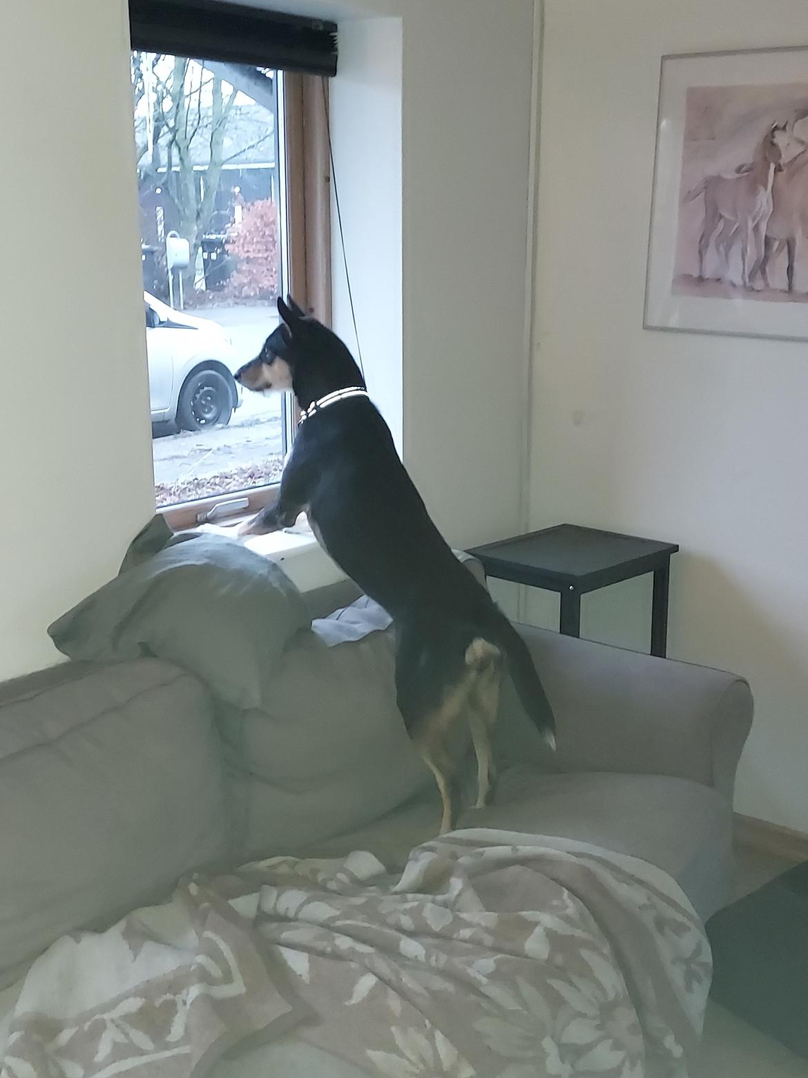 Blanding af racer Sassy billede 10