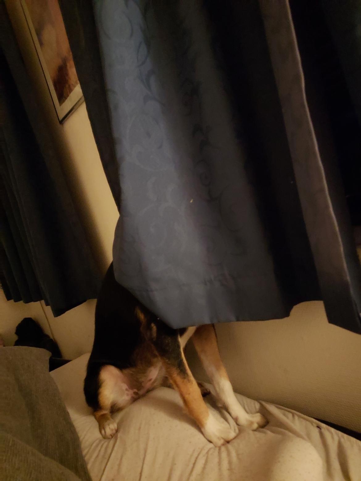 Blanding af racer Sassy billede 11