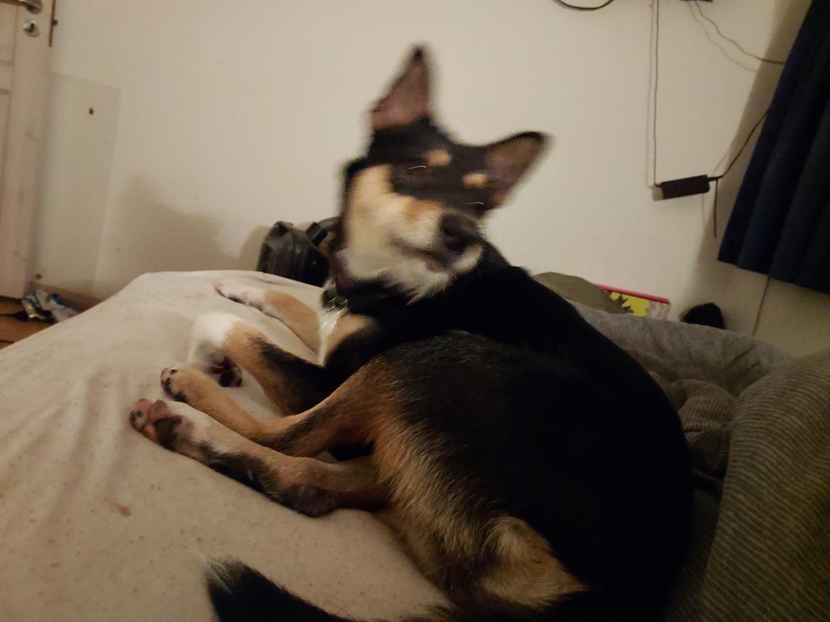 Blanding af racer Sassy billede 12