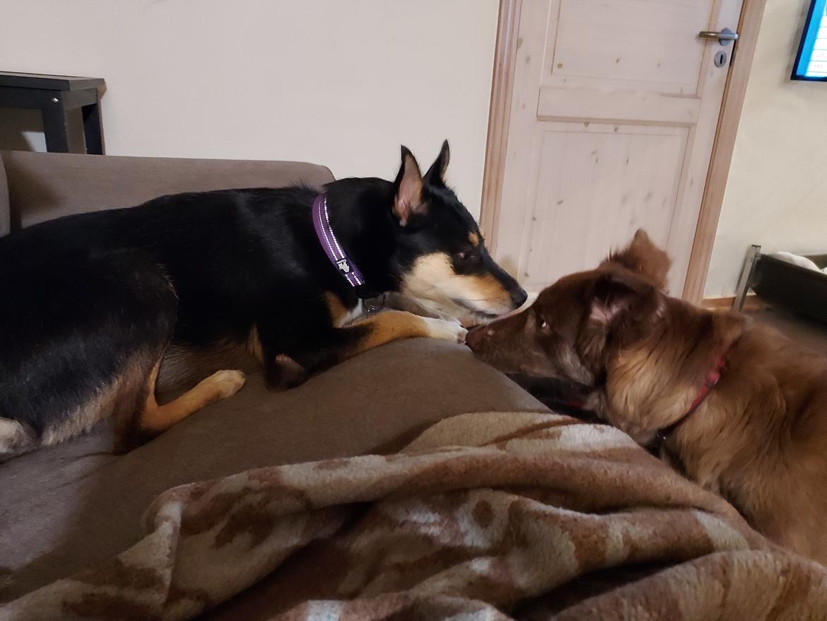 Blanding af racer Sassy billede 13