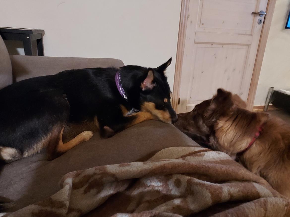 Blanding af racer Sassy billede 14