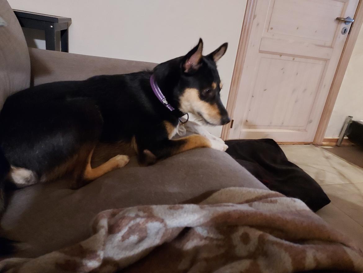 Blanding af racer Sassy billede 15