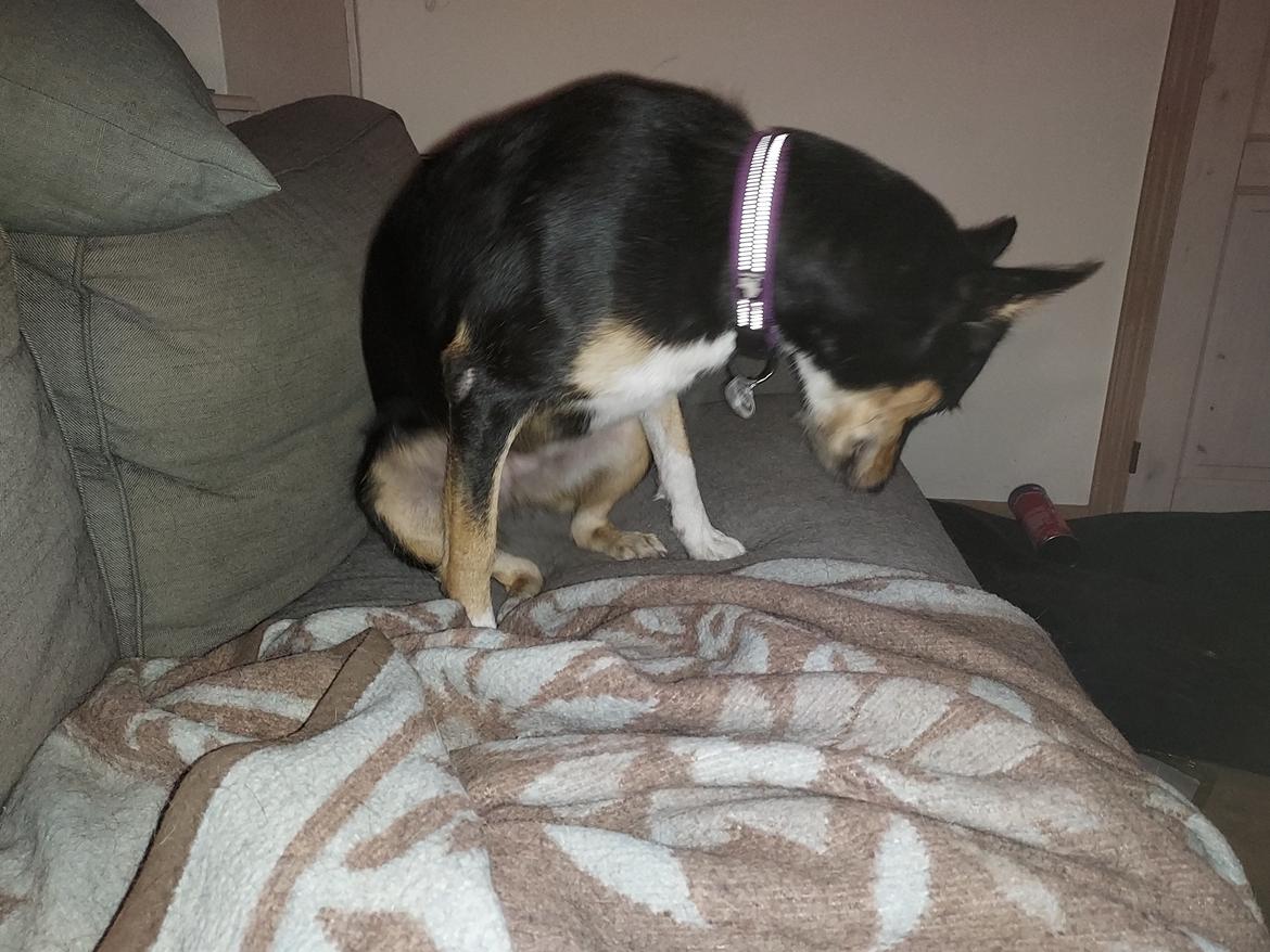 Blanding af racer Sassy billede 16