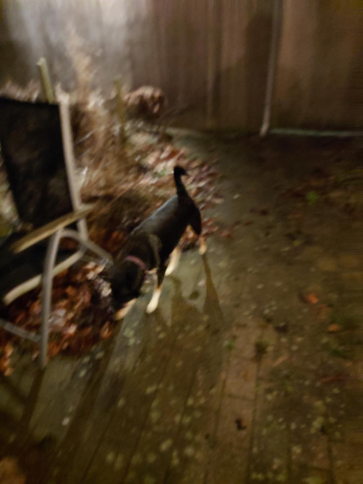 Blanding af racer Sassy billede 17