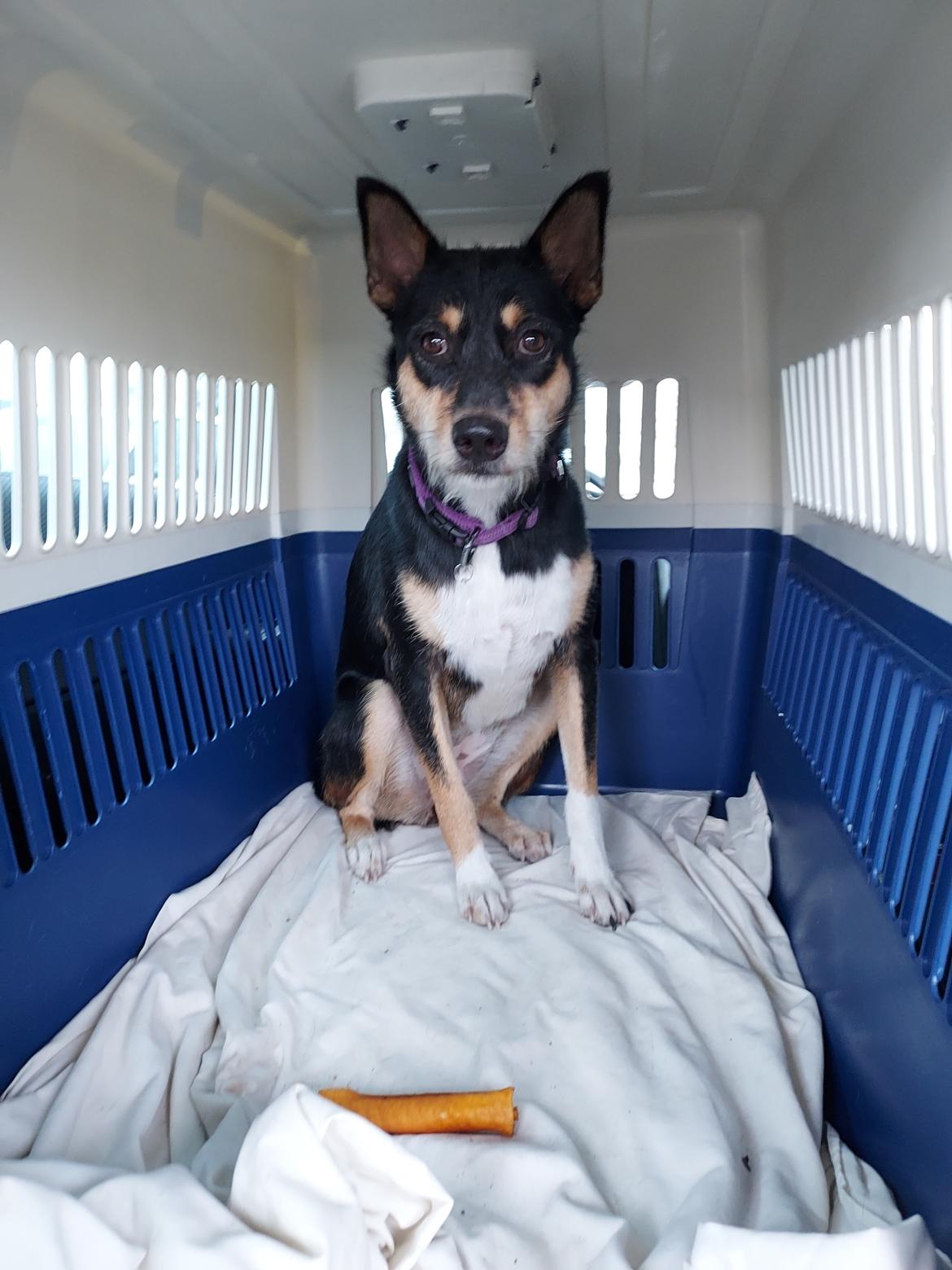 Blanding af racer Sassy billede 18