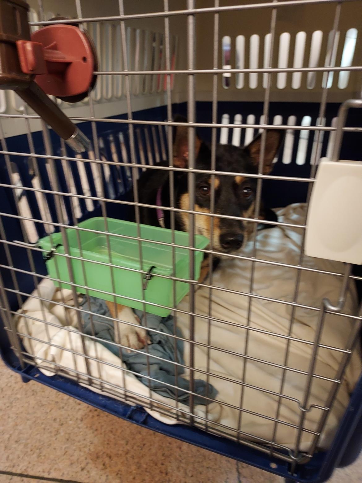 Blanding af racer Sassy billede 19