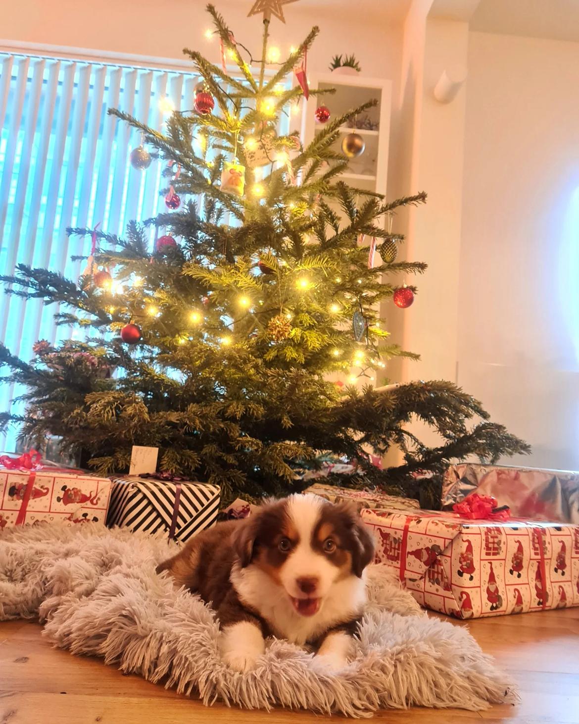 Miniature American Shepherd Enya - 24/12-21: Enyas første jul <3 billede 23