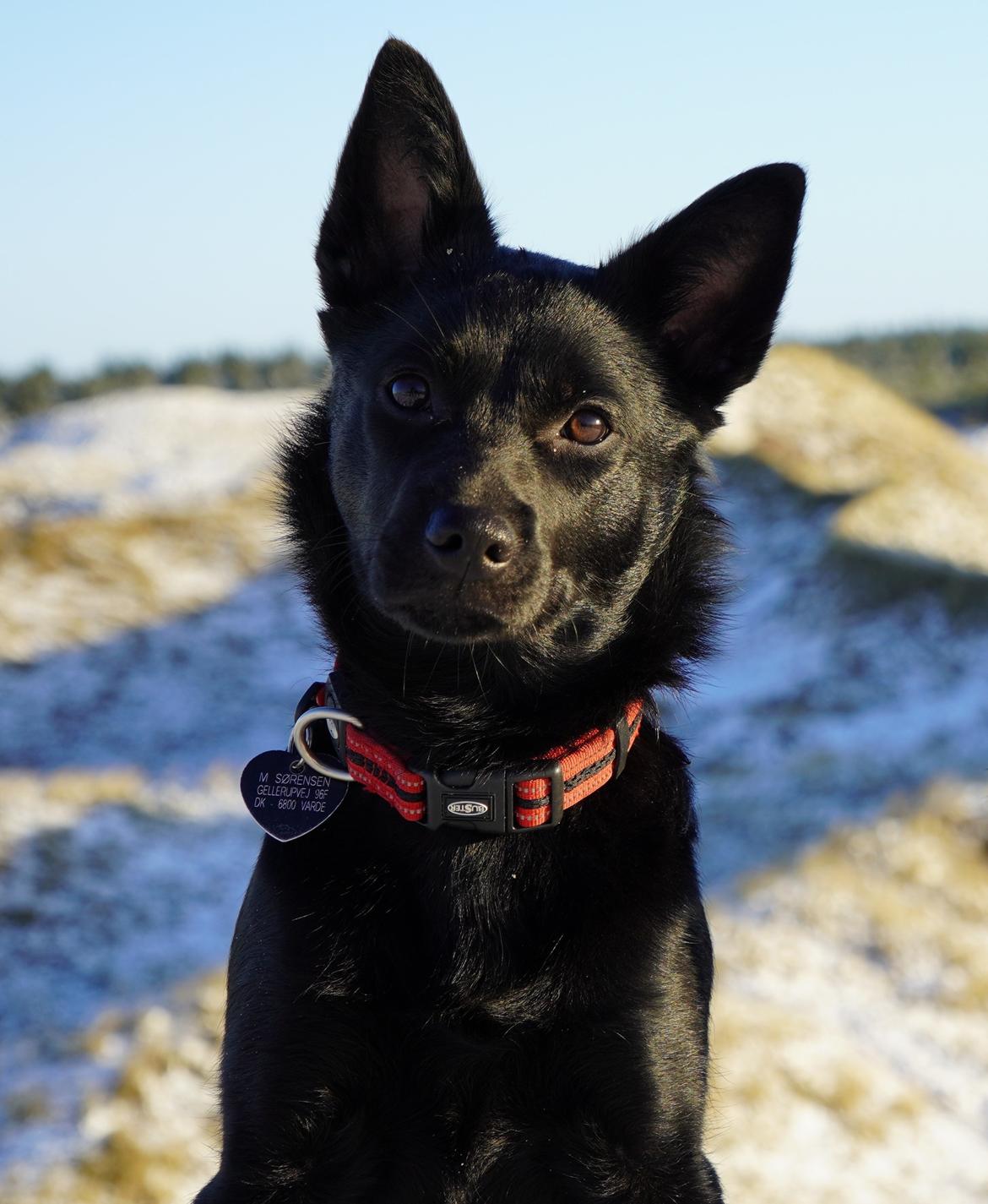 Australsk kelpie Makeelsa's Badass Bunji billede 1