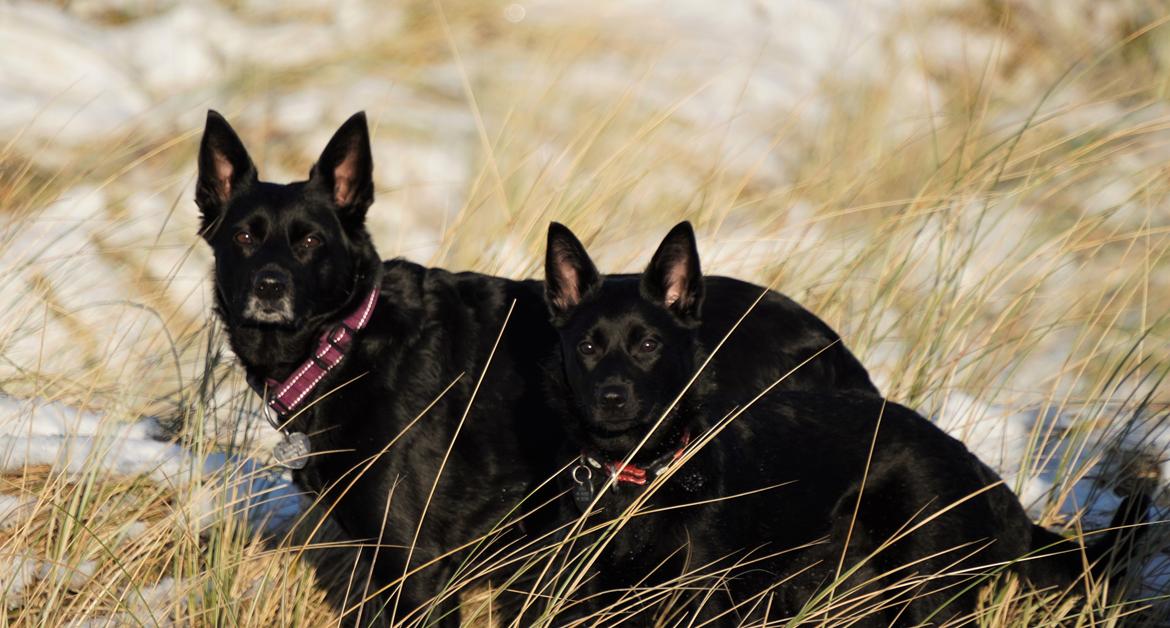 Australsk kelpie Makeelsa's Badass Bunji billede 2