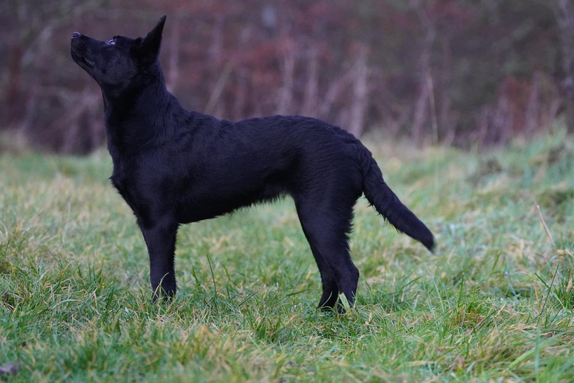 Australsk kelpie Makeelsa's Badass Bunji billede 3