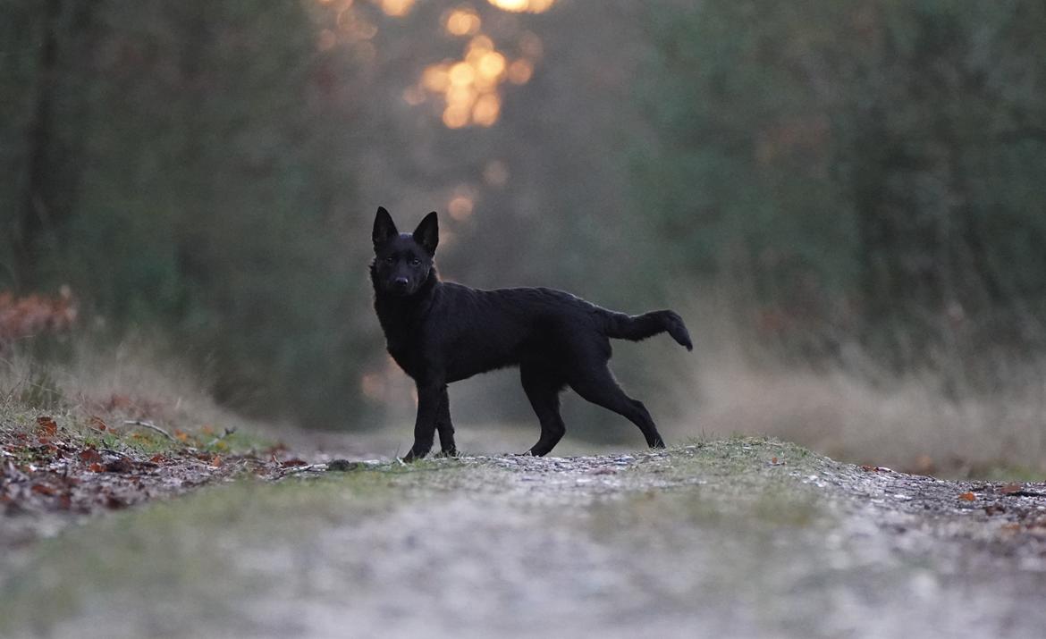 Australsk kelpie Makeelsa's Badass Bunji billede 5