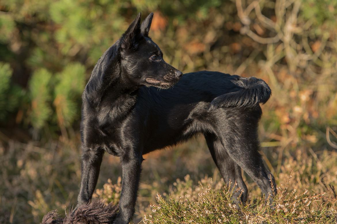 Australsk kelpie Makeelsa's Badass Bunji billede 11