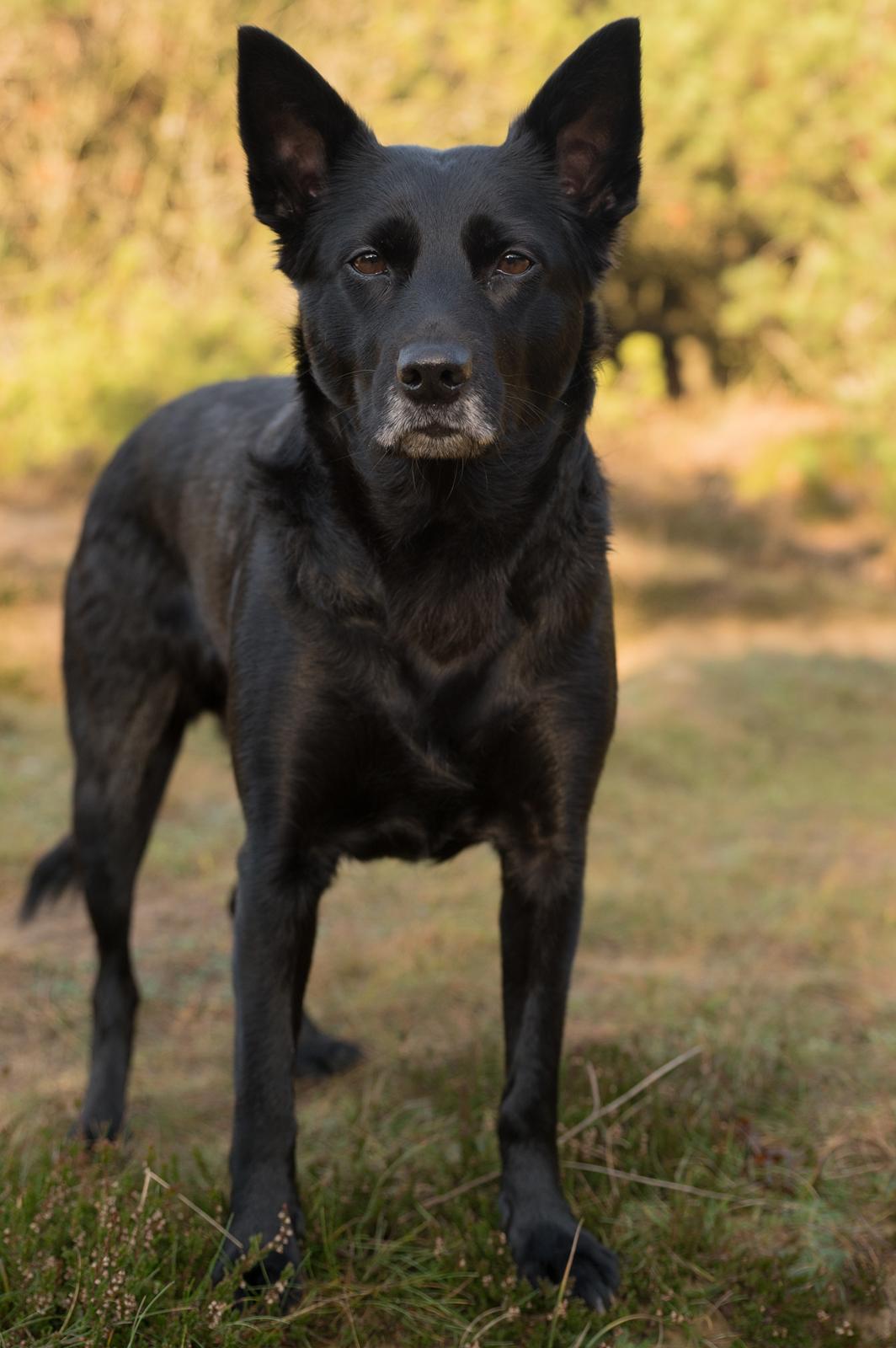 Australsk kelpie Asti - RIP November 2024 billede 4