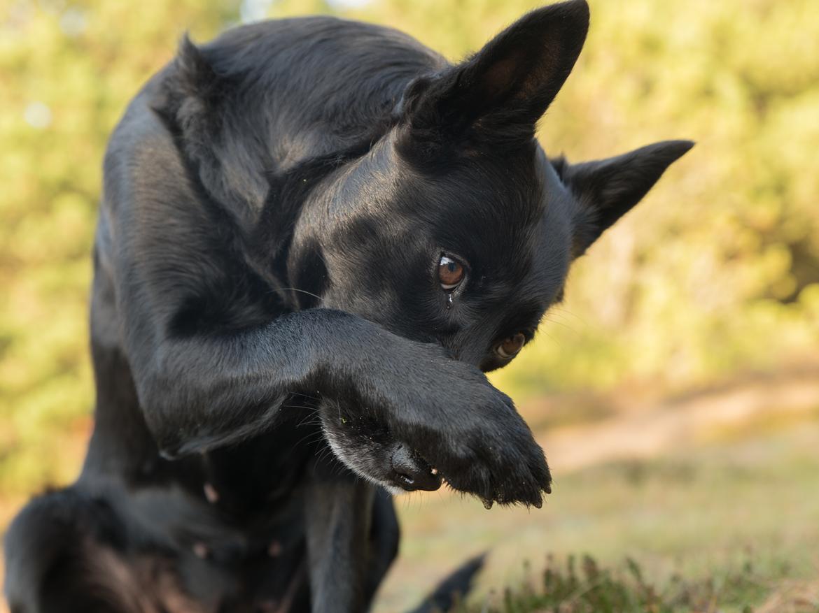 Australsk kelpie Asti - RIP November 2024 billede 5