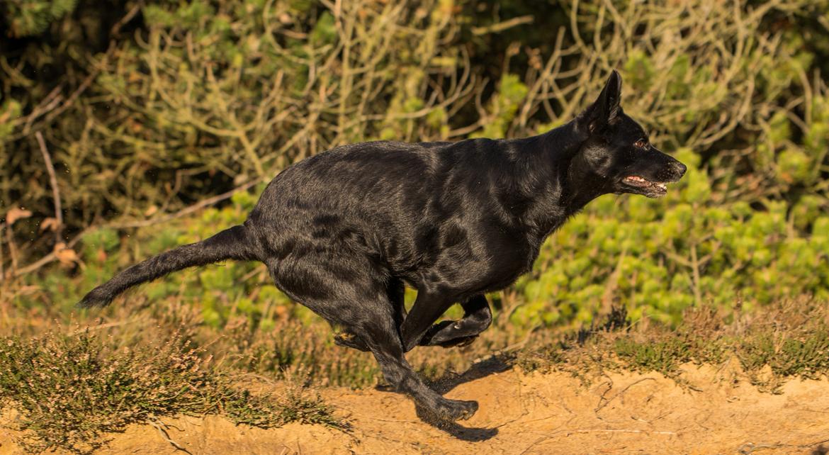 Australsk kelpie Asti - RIP November 2024 billede 6