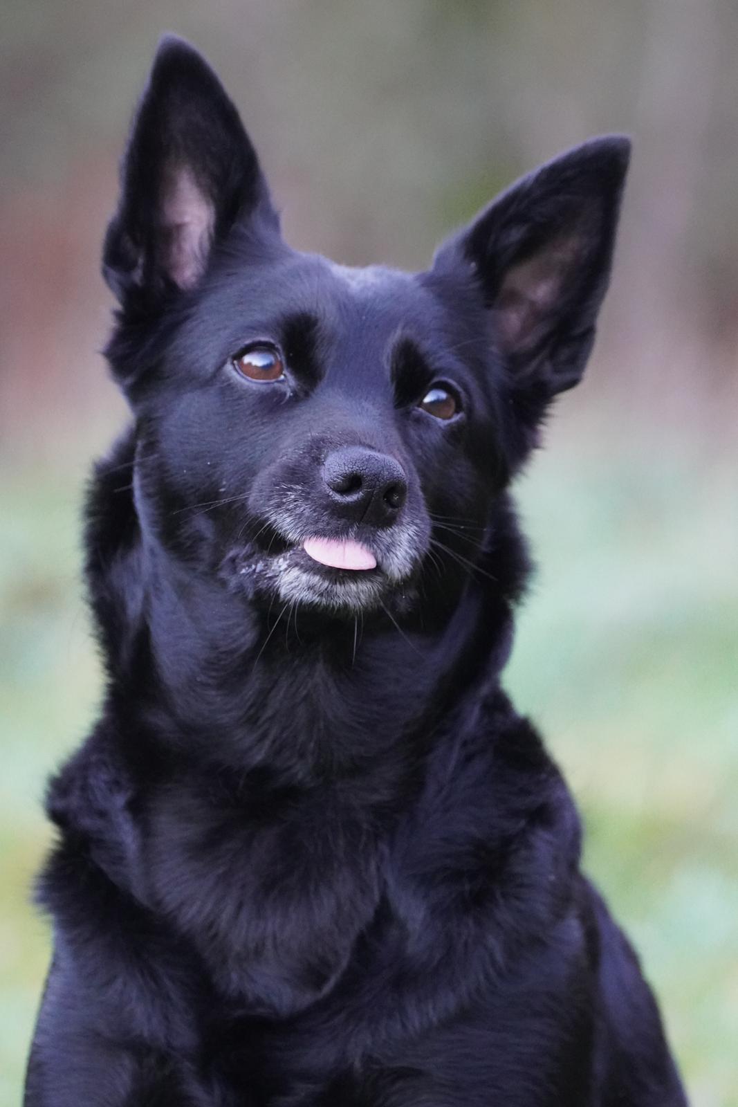 Australsk kelpie Asti - RIP November 2024 billede 2