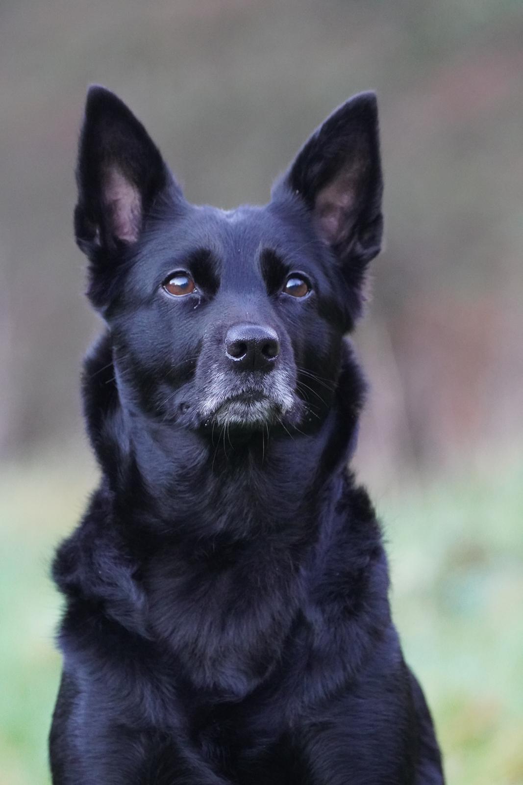 Australsk kelpie Asti - RIP November 2024 billede 1