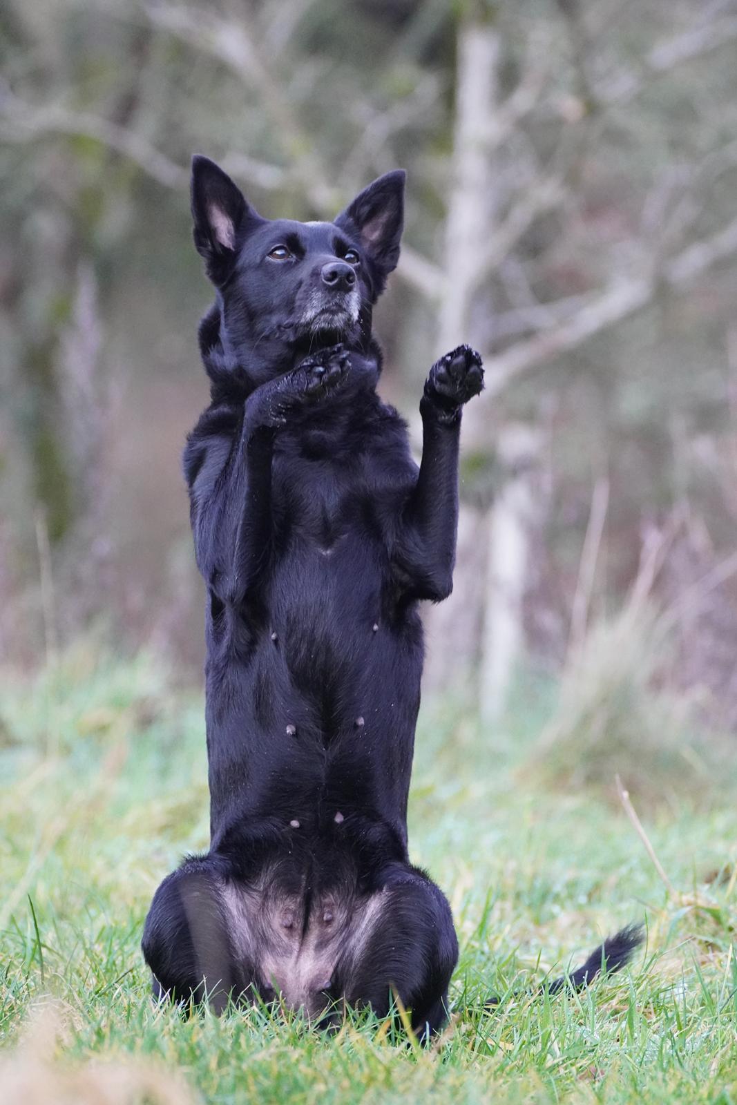 Australsk kelpie Asti - RIP November 2024 billede 3