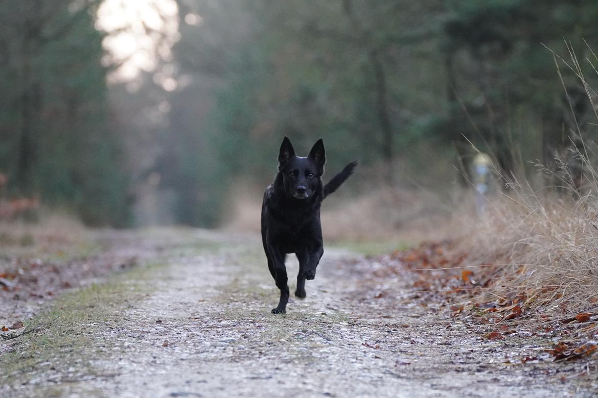 Australsk kelpie Asti - RIP November 2024 billede 37