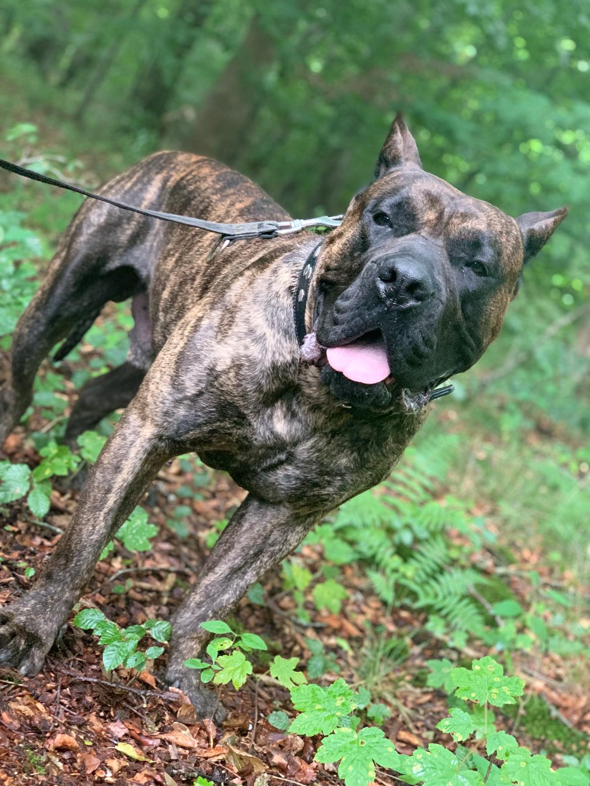 Dogo canario Chino billede 1