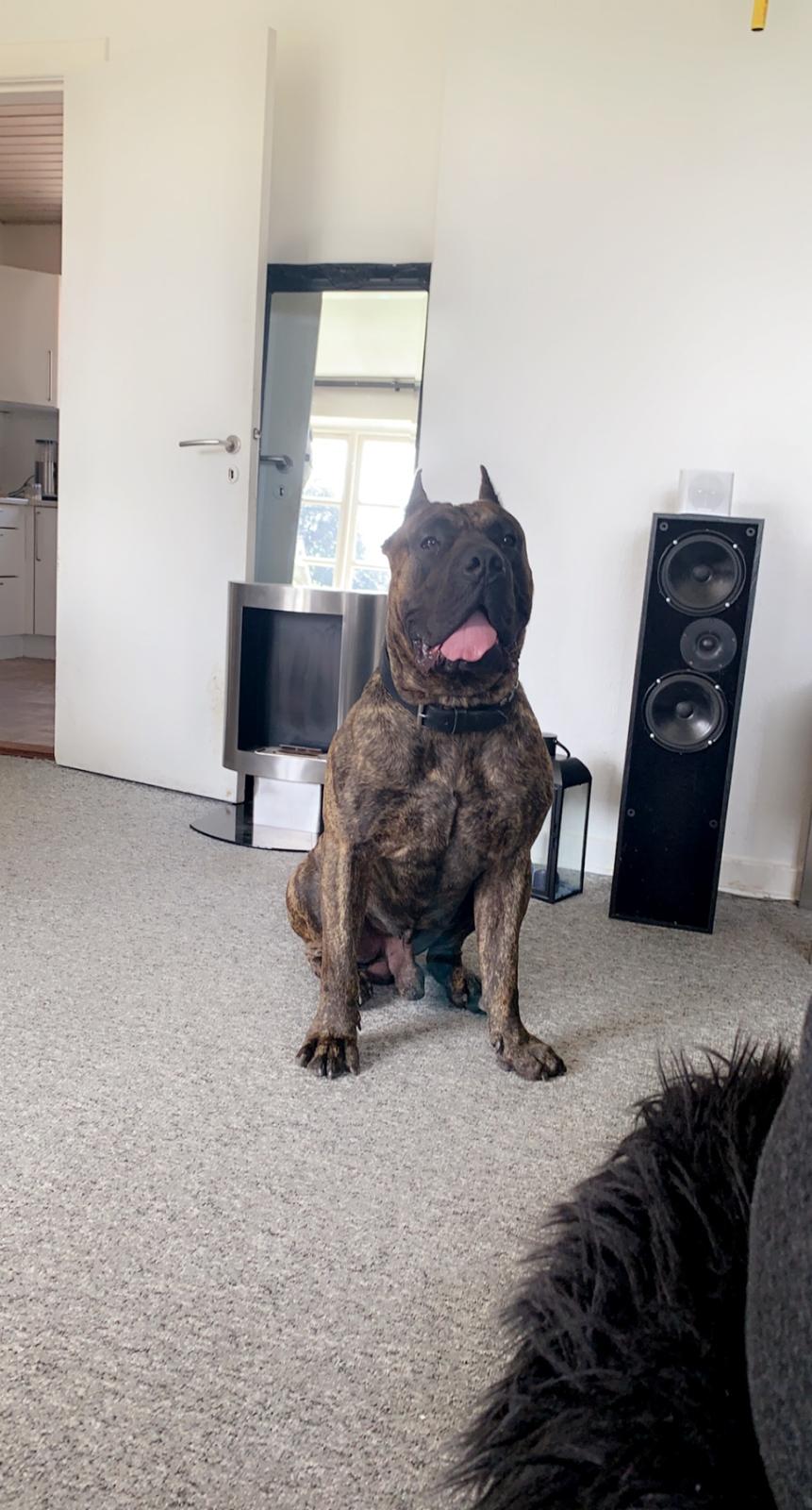 Dogo canario Chino billede 4