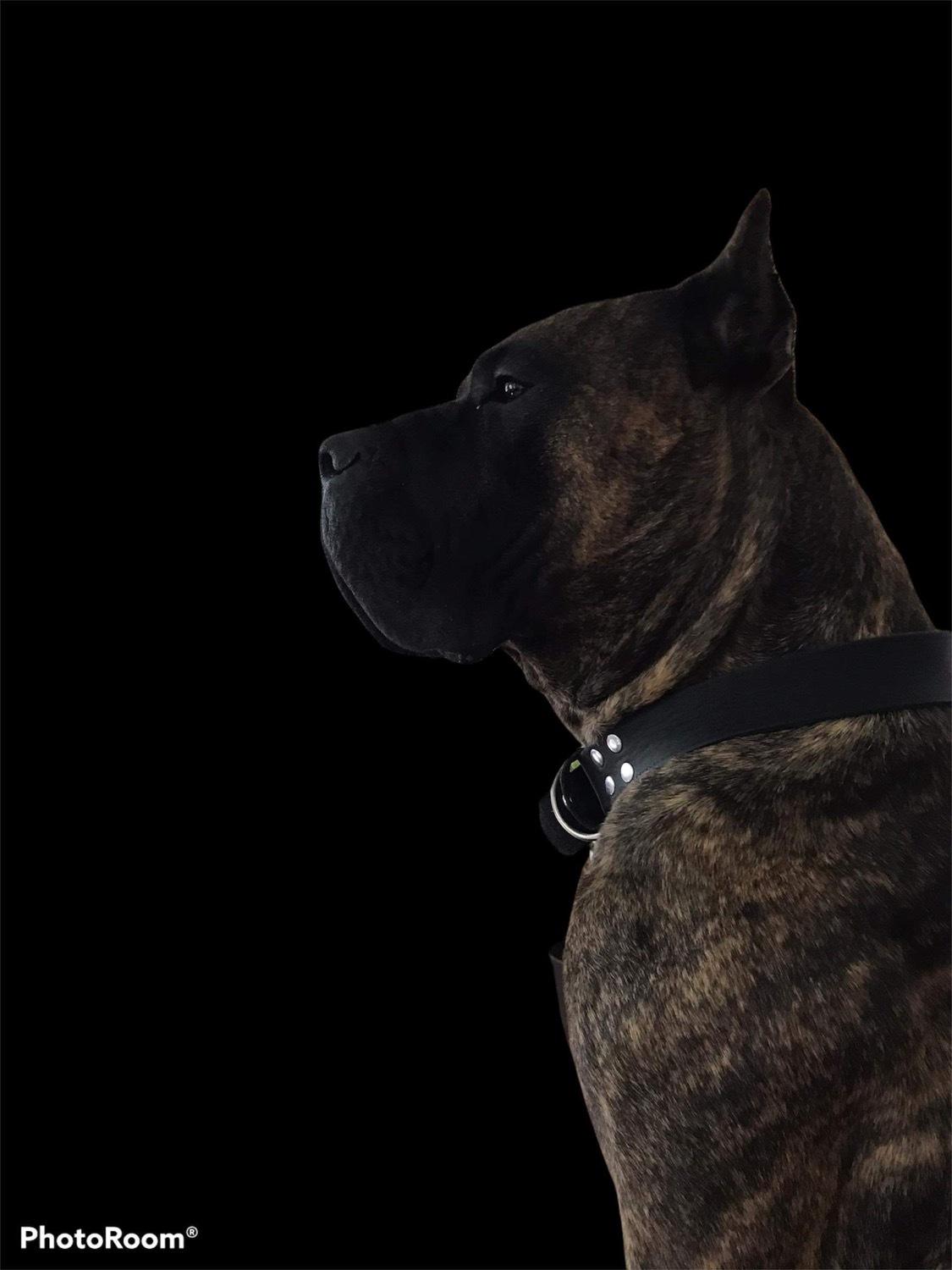 Dogo canario Chino billede 2