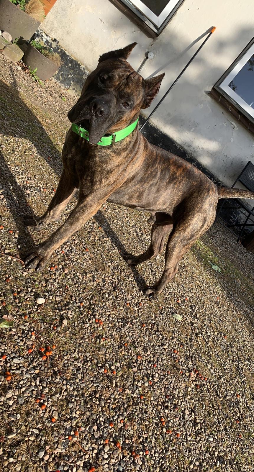 Dogo canario Chino billede 3