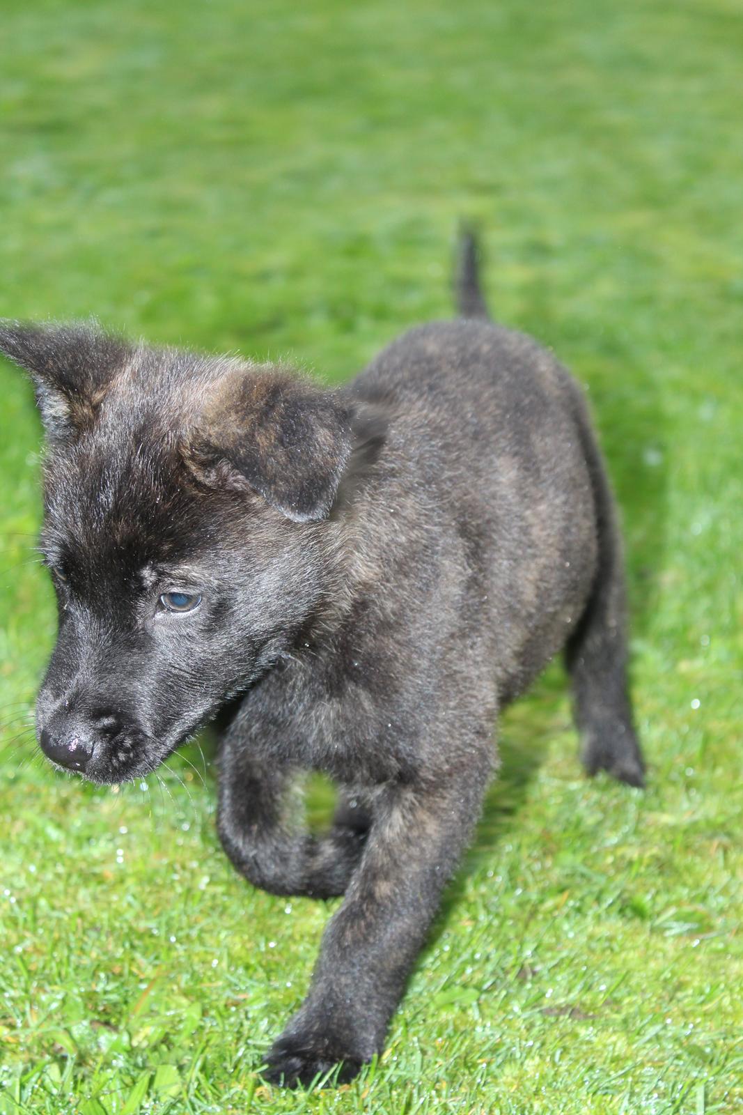 Hollandsk hyrdehund Max billede 8