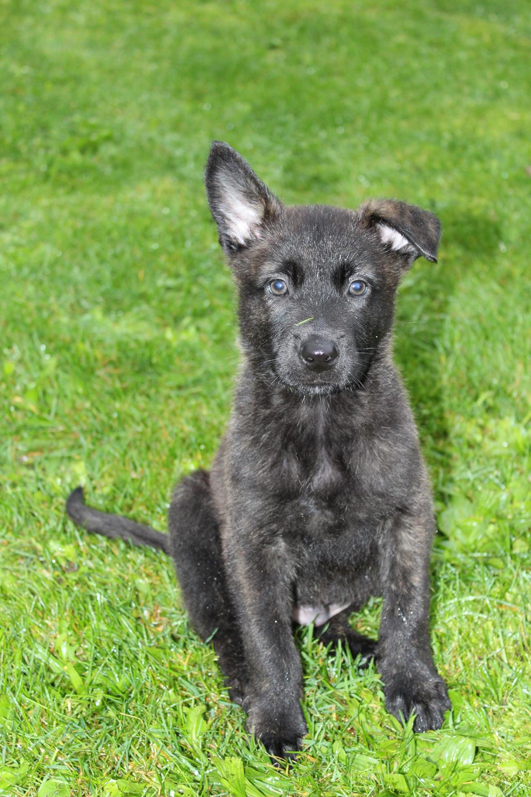 Hollandsk hyrdehund Max billede 6