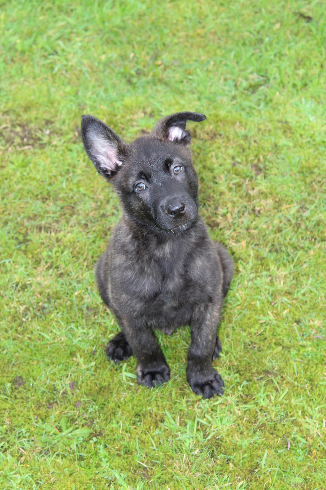 Hollandsk hyrdehund Max billede 5