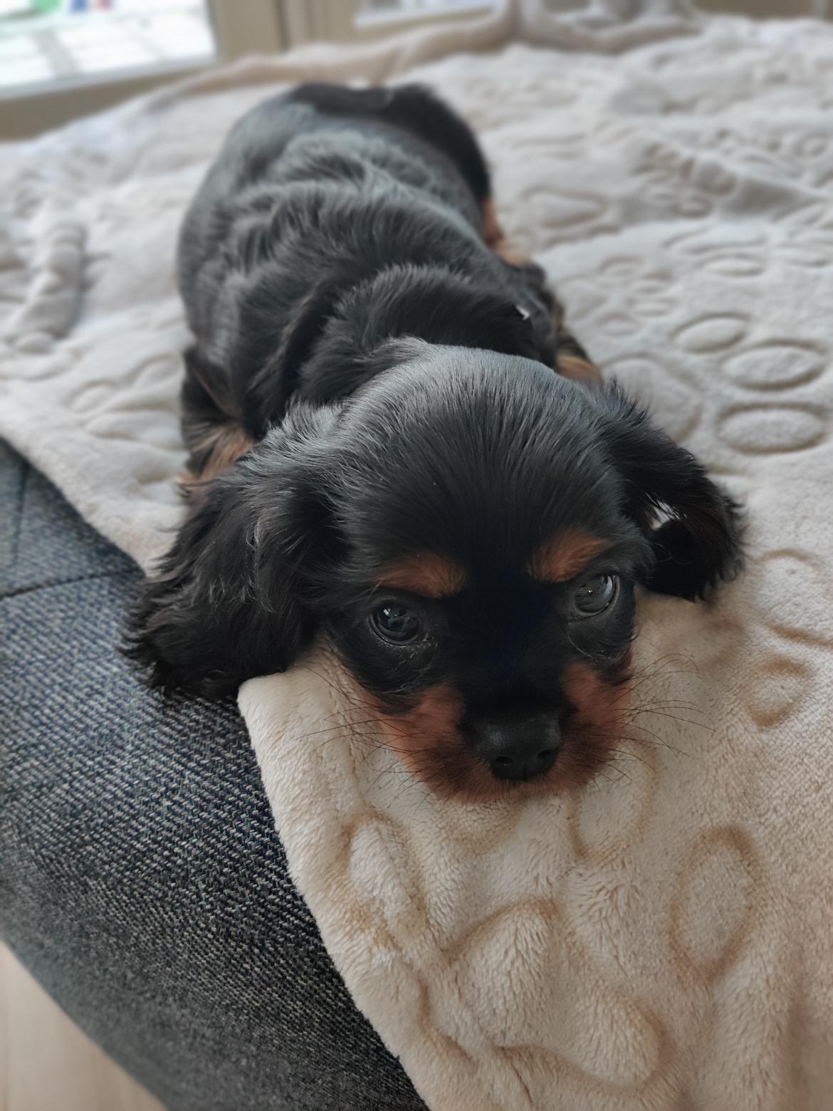 Cavalier king charles spaniel Loui billede 6