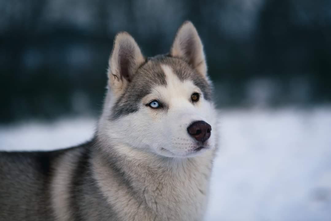 Siberian husky Mesmocan Red Sixteen (Luna)  billede 28