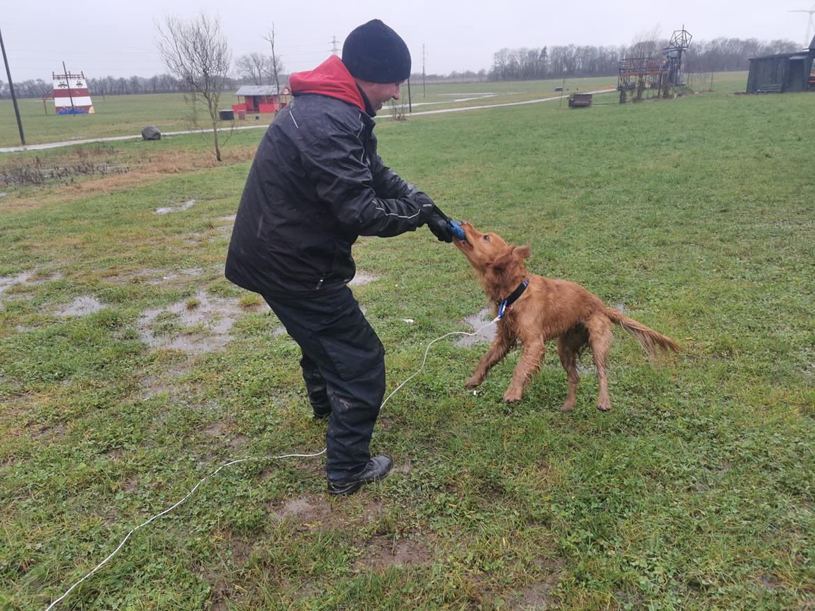 Field Trial Cockerspaniel Kapow  29 juni 2020 - December 2021 billede 23