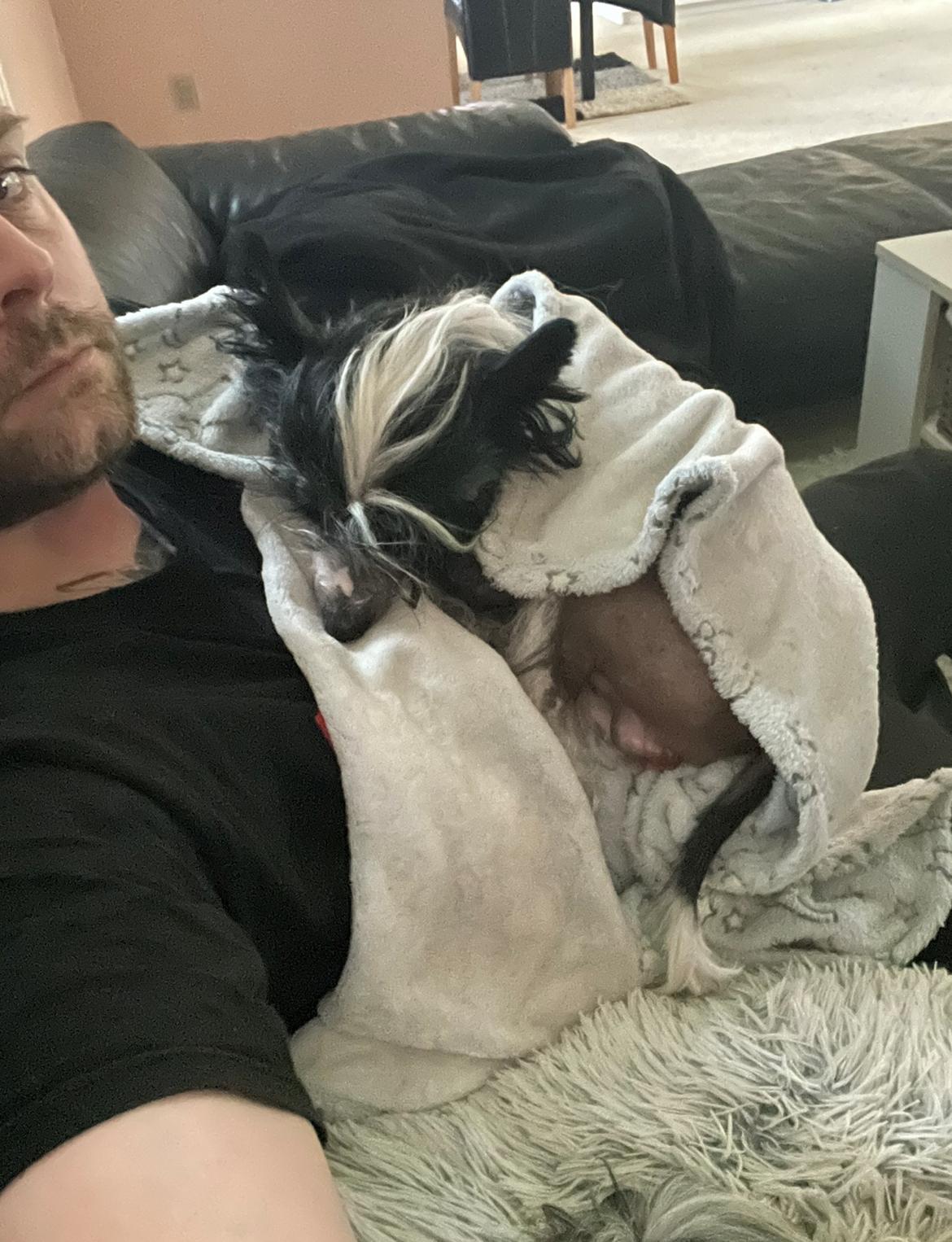 Chinese crested hårløs Sully billede 49