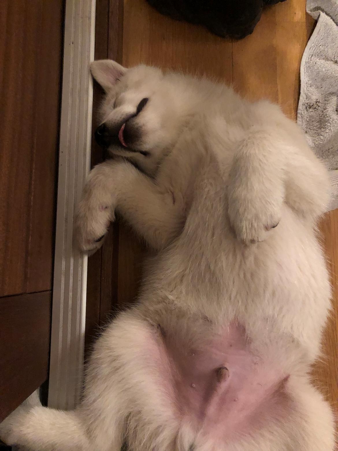 Siberian husky Phoenix (Special Effect Friendly Ghost) billede 2