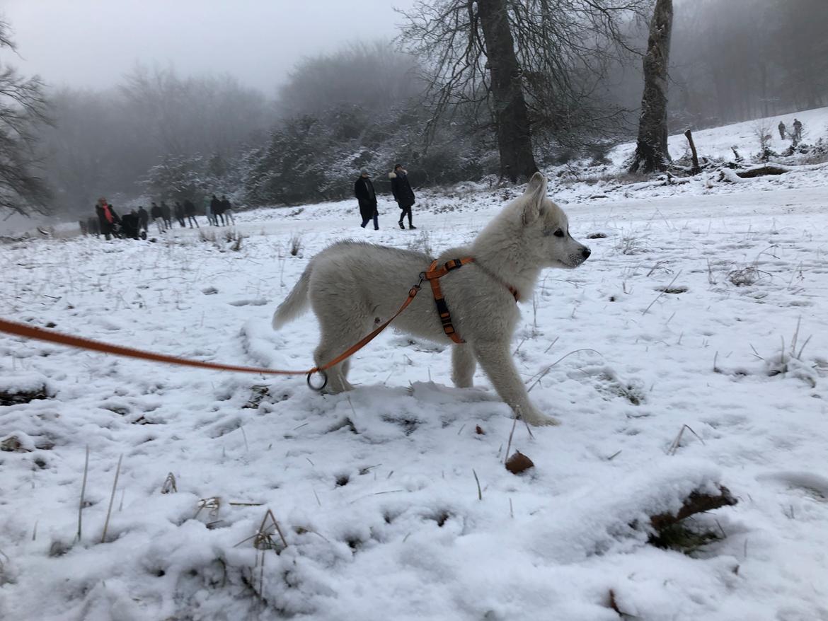 Siberian husky Phoenix (Special Effect Friendly Ghost) billede 5