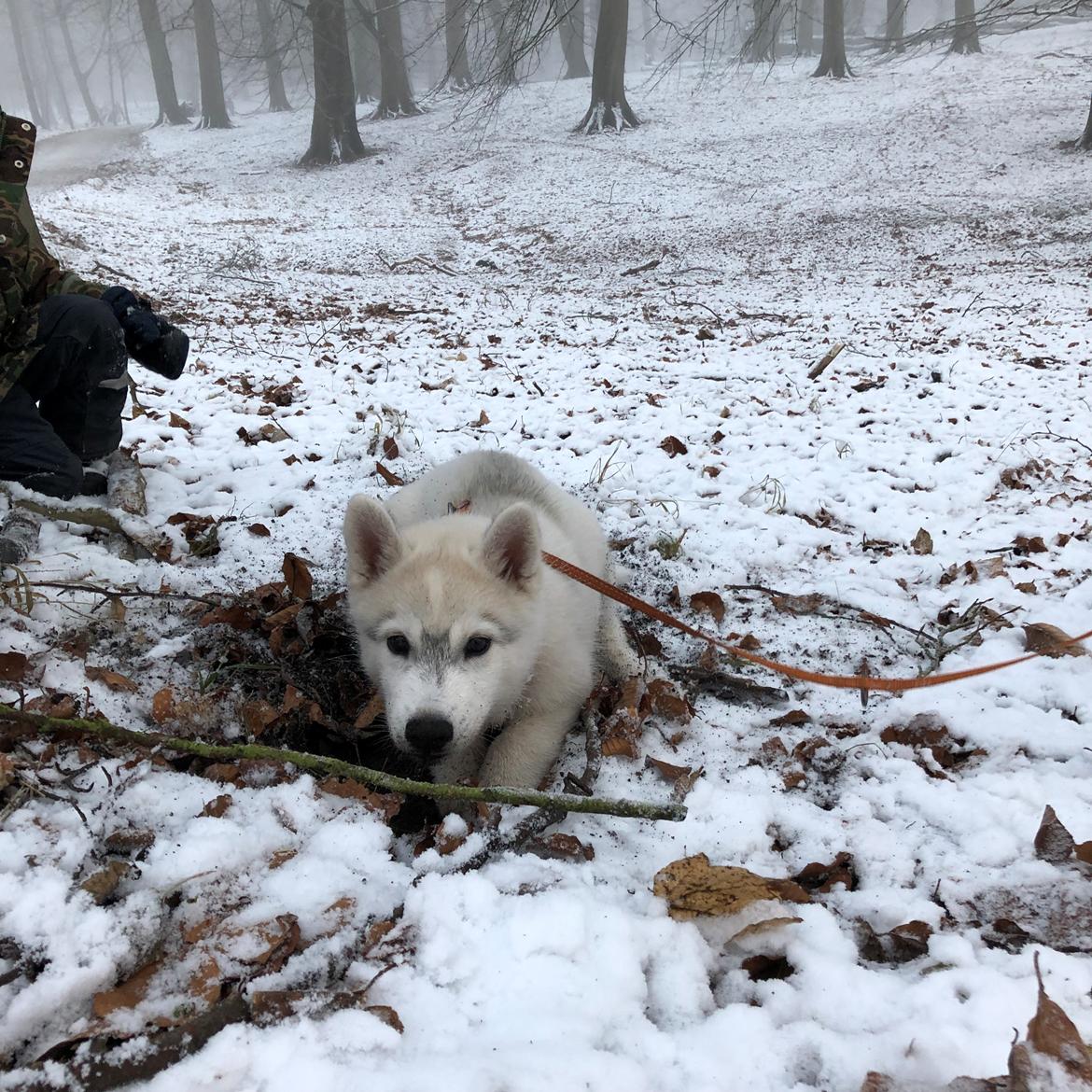 Siberian husky Phoenix (Special Effect Friendly Ghost) billede 6