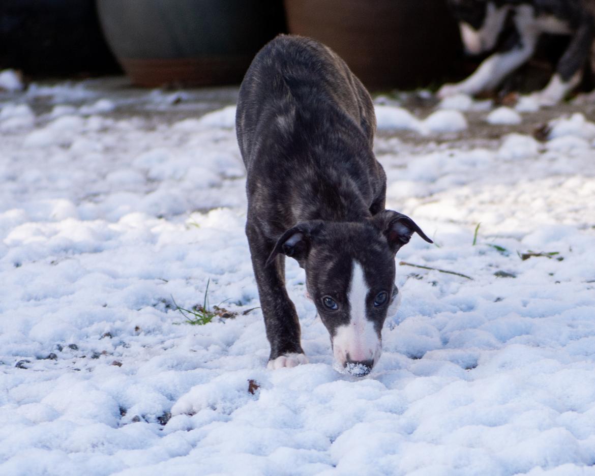 Whippet Akka - 7 uger gammel billede 9